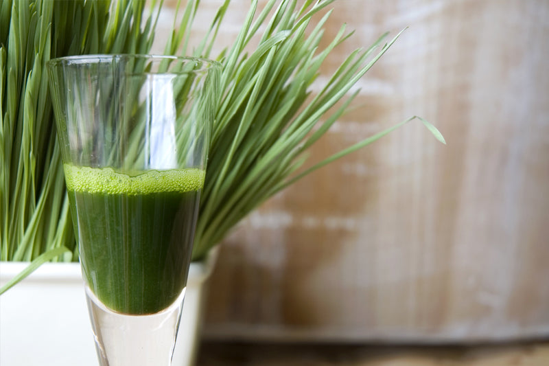 Wheatgrass dynamic outlet greens